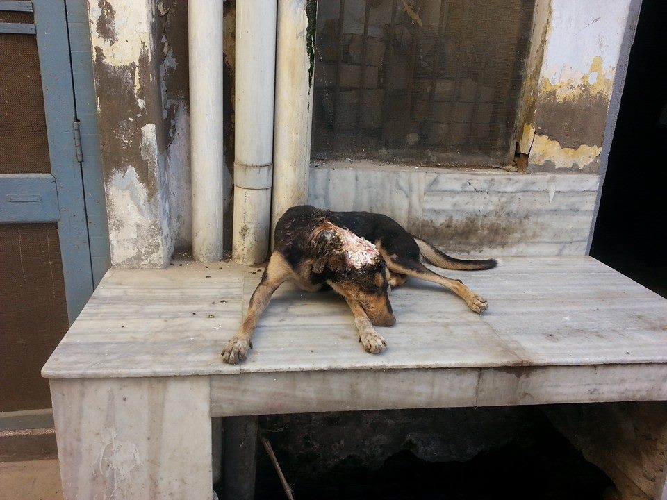 World of Strays Guardians of the Voiceless Indien