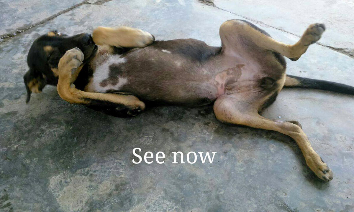 World of Strays Guardians of the Voiceless Indien