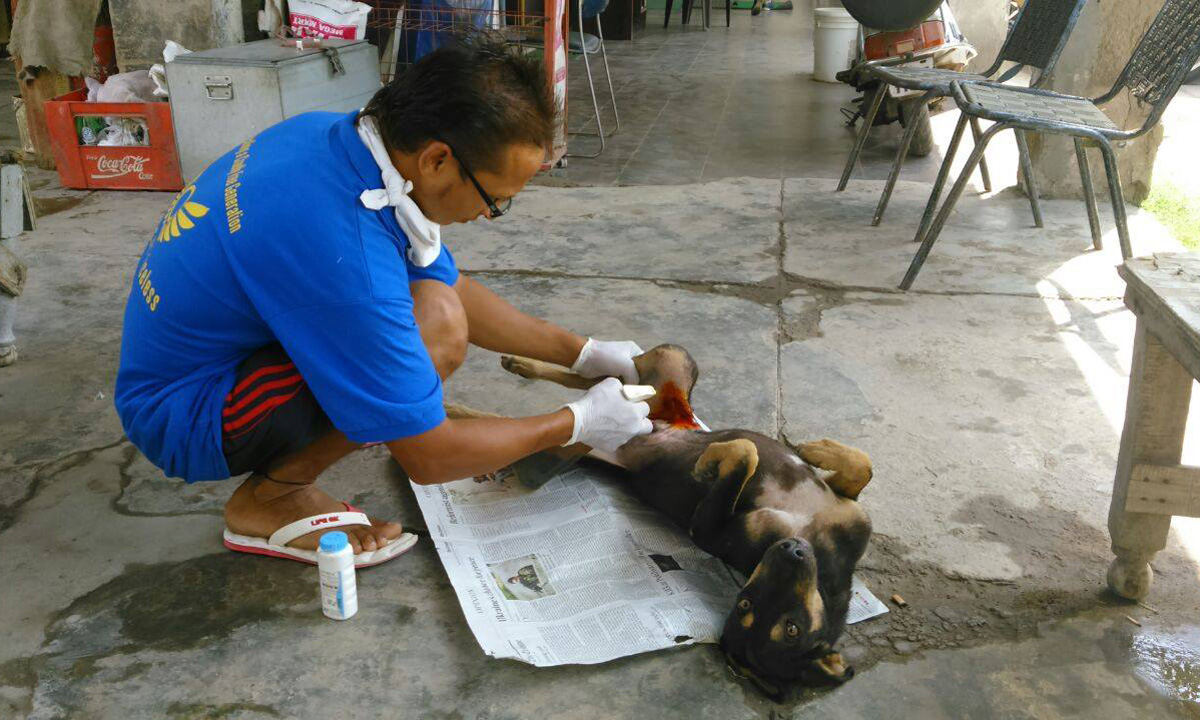 World of Strays Guardians of the Voiceless Indien