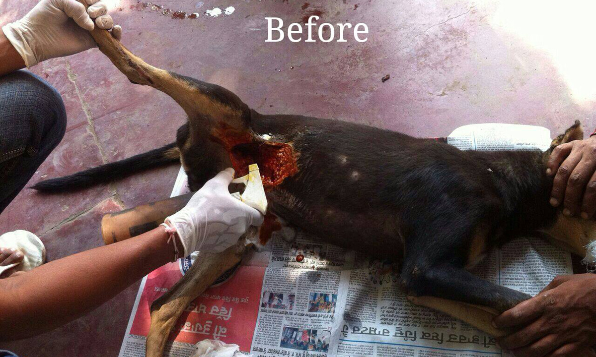 World of Strays Guardians of the Voiceless Indien