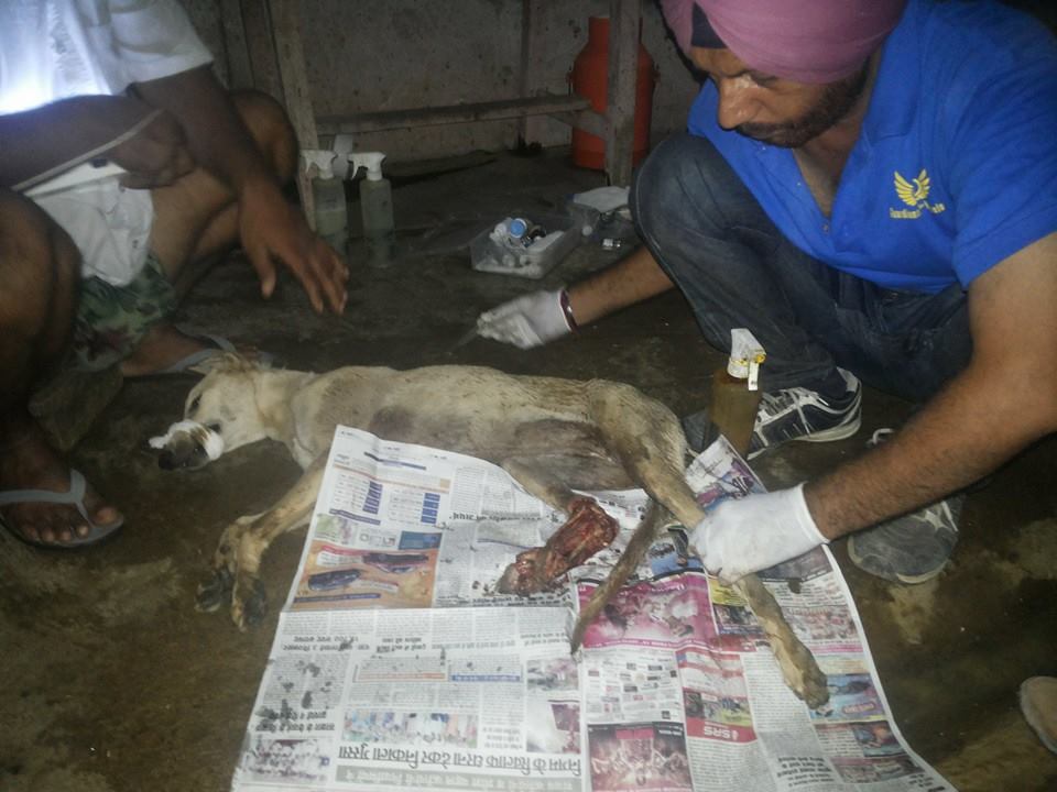 World of Strays Guardians of the Voiceless Indien