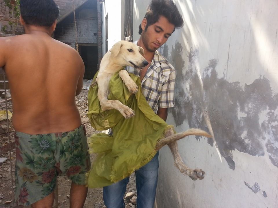 World of Strays Guardians of the Voiceless Indien