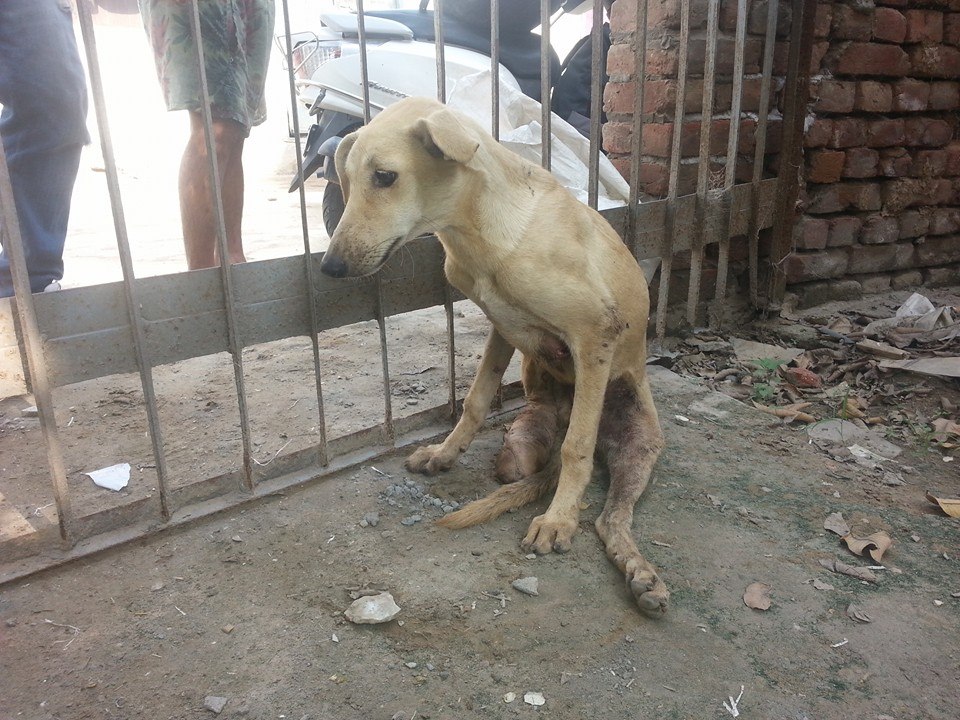 World of Strays Guardians of the Voiceless Indien