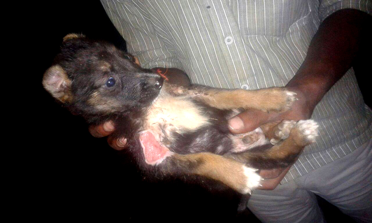 World of Strays Guardians of the Voiceless Indien