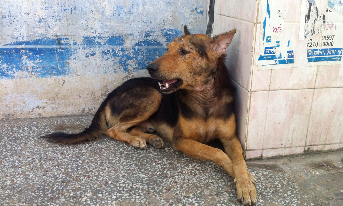 World of Strays Guardians of the Voiceless Indien