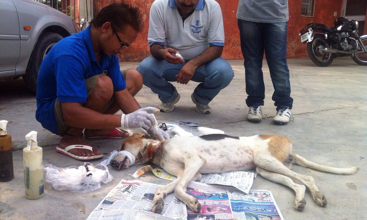 World of Strays Guardians of the Voiceless Indien