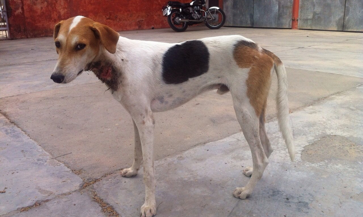 World of Strays Guardians of the Voiceless Indien