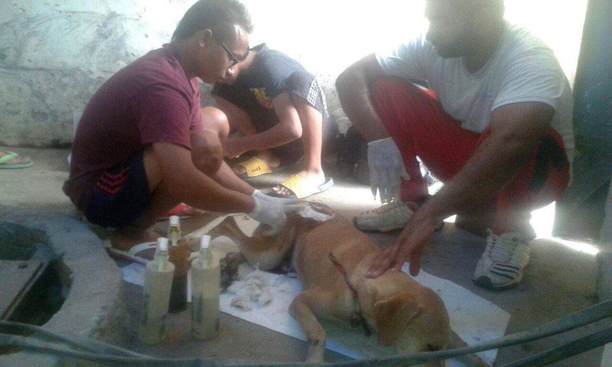 World of Strays Guardians of the Voiceless Indien