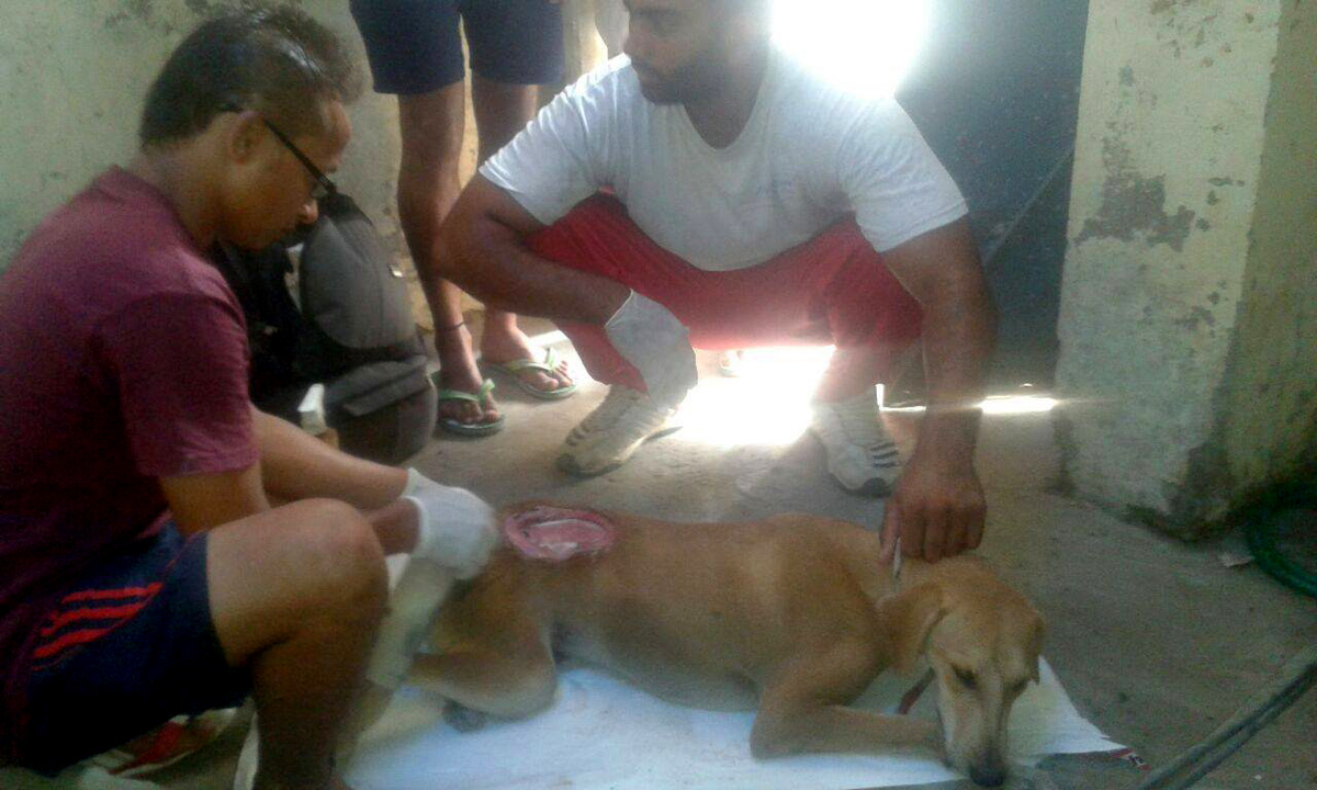 World of Strays Guardians of the Voiceless Indien