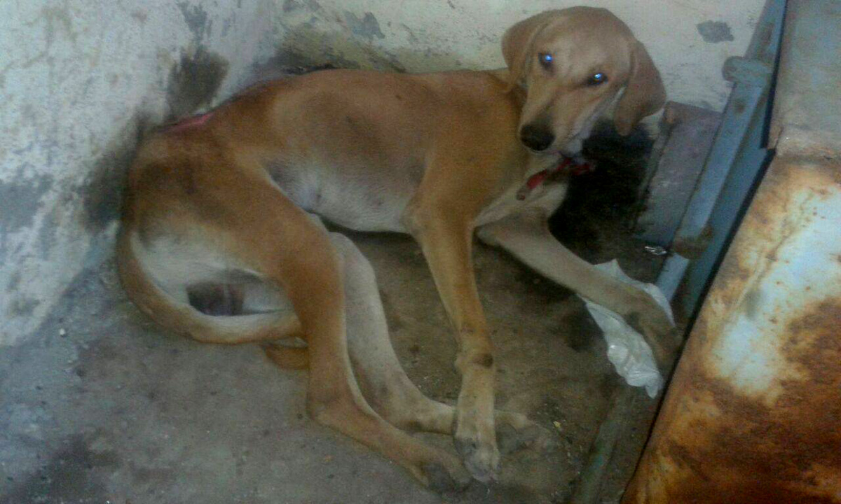 World of Strays Guardians of the Voiceless Indien