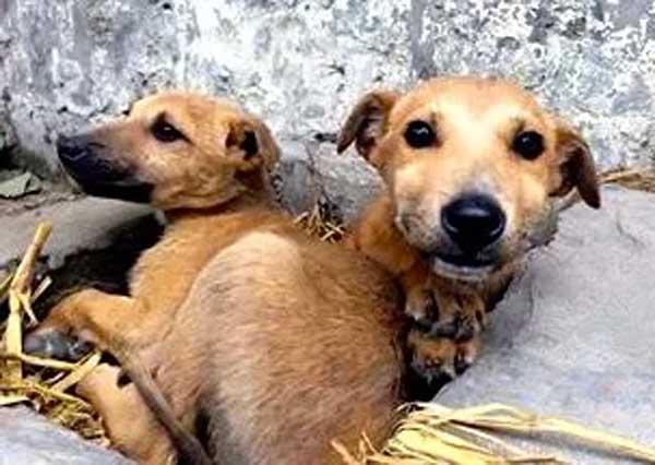 World of Strays Guardians of the Voiceless Indien