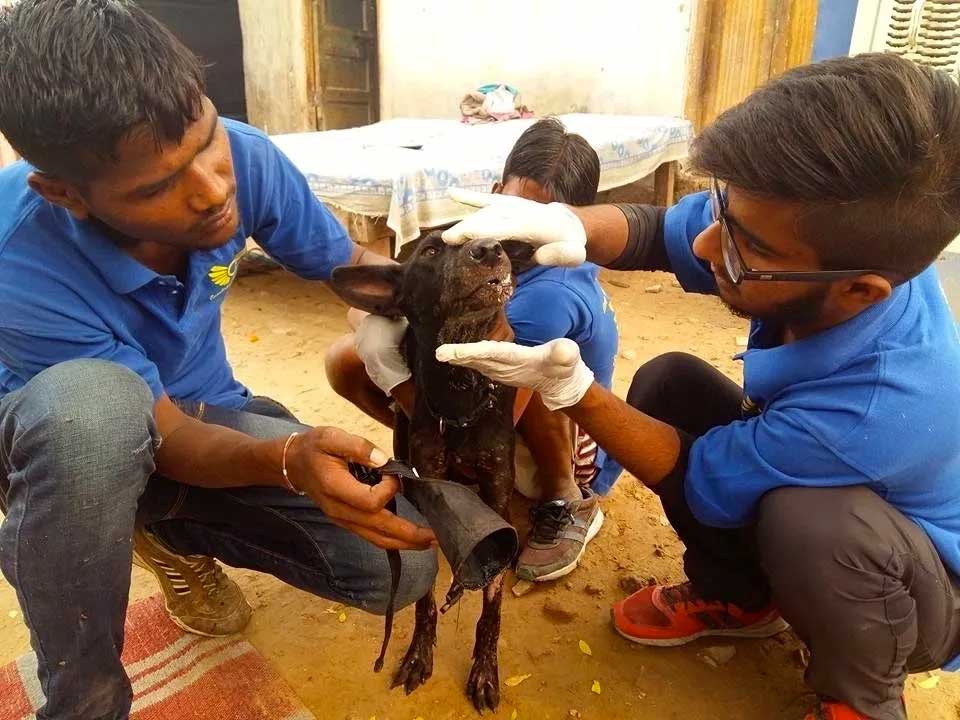 World of Strays Guardians of the Voiceless Indien