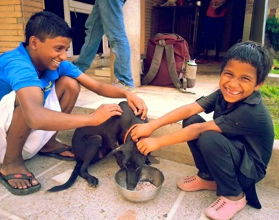 World of Strays Guardians of the Voiceless Indien
