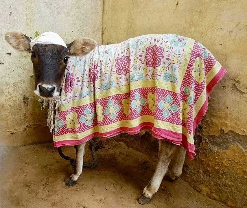 World of Strays Guardians of the Voiceless Indien