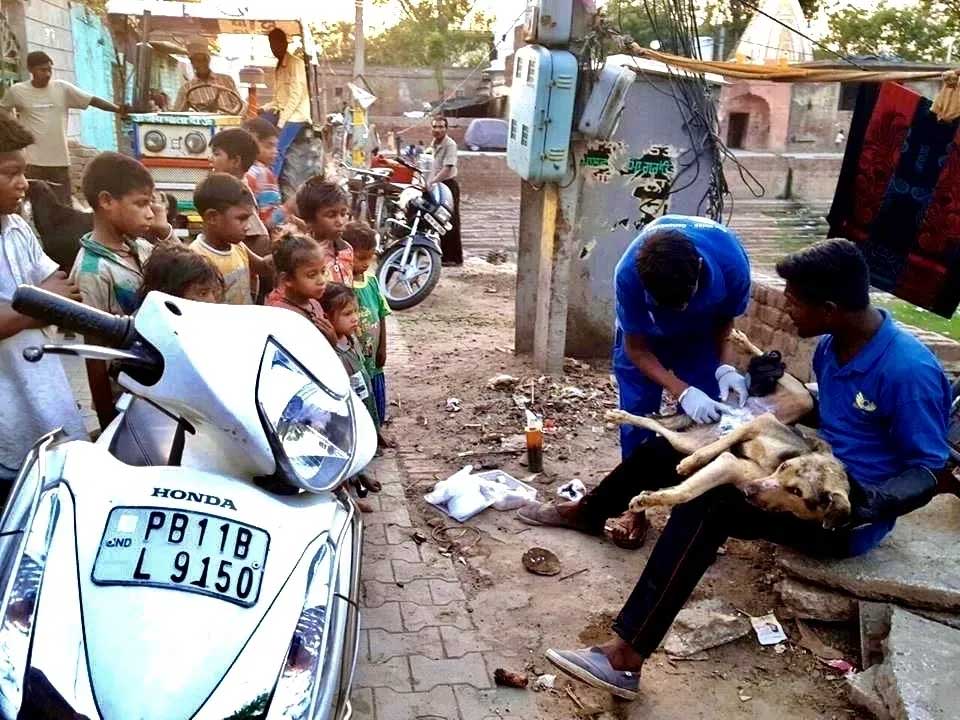 World of Strays Guardians of the Voiceless Indien