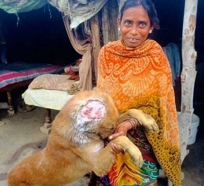 World of Strays Guardians of the Voiceless Indien