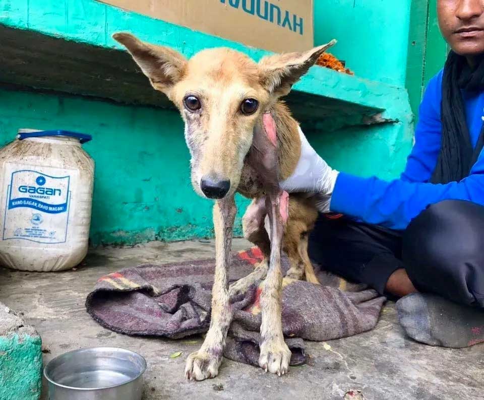 World of Strays Guardians of the Voiceless Indien