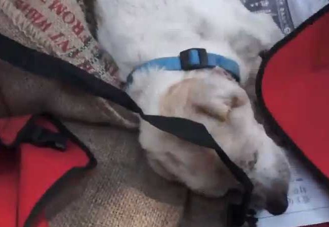 Ol Boy Singapur Strays World of Strays Straßenhunde