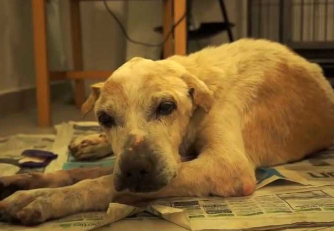 Ol Boy Singapur Strays World of Strays Straßenhunde