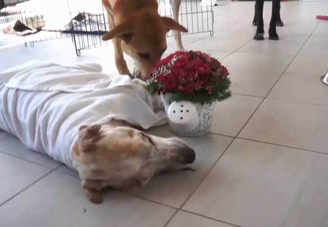 Ol Boy Singapur Strays World of Strays Straßenhunde