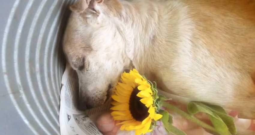 Ol Boy Singapur Strays World of Strays Straßenhunde