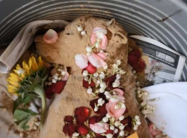 Ol Boy Singapur Strays World of Strays Straßenhunde