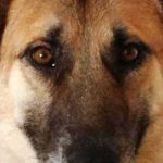 Benny Straßenhund Rumänien World of Strays