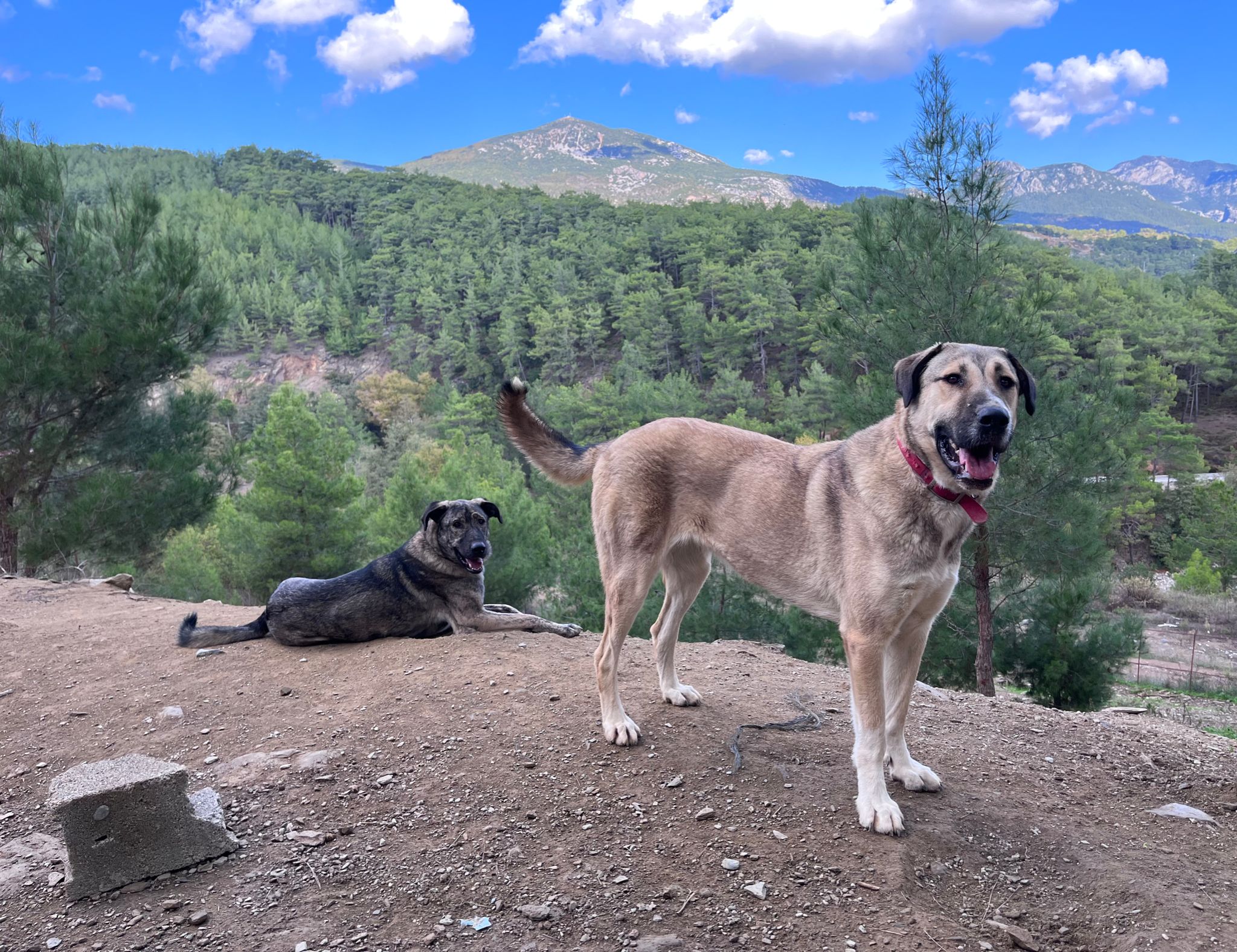 Kitmir eV Straßenhunde Berghunde Tierschutz Türkei World of Strays