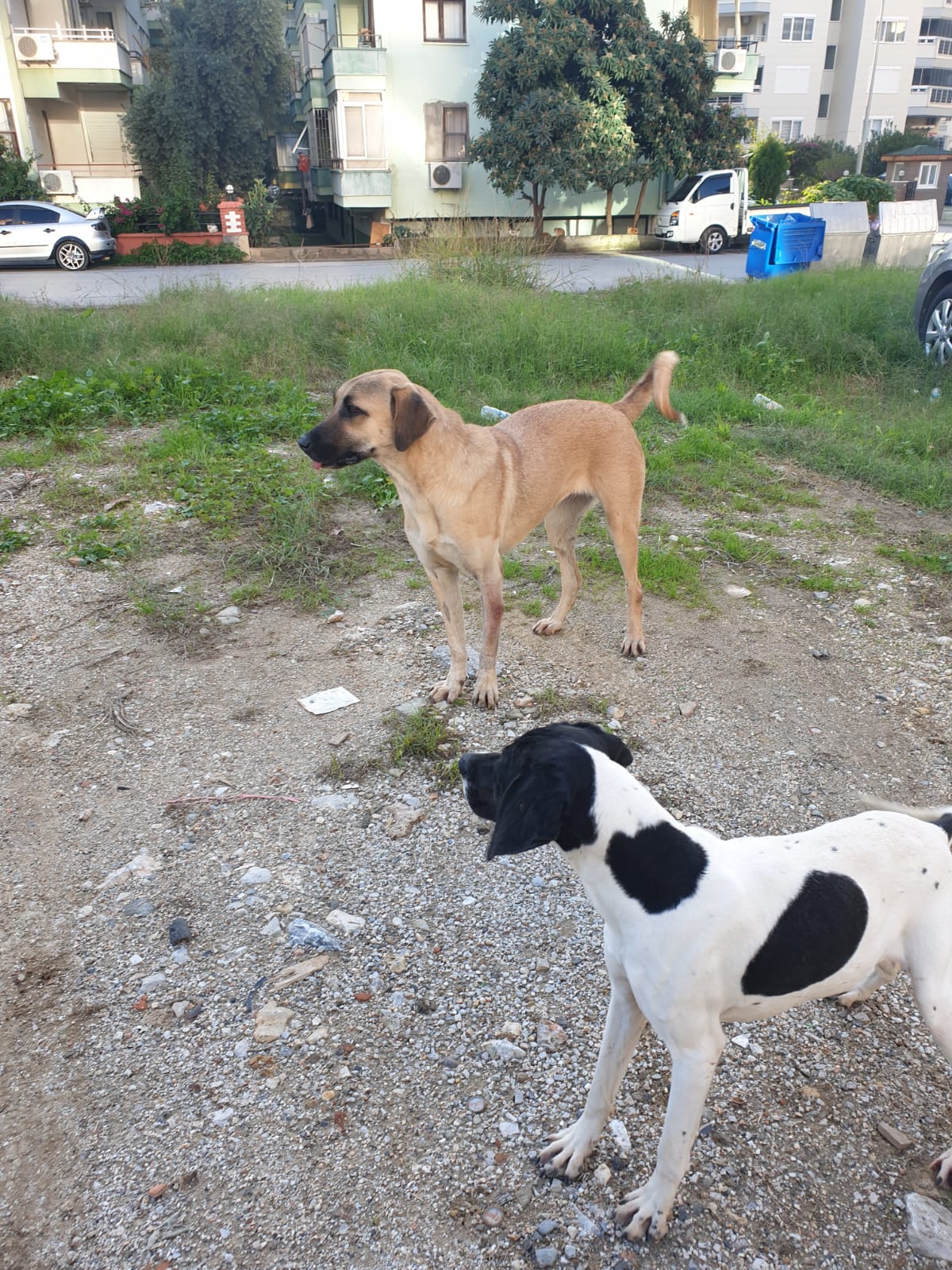 Kitmir eV Straßenhunde Berghunde Tierschutz Türkei World of Strays