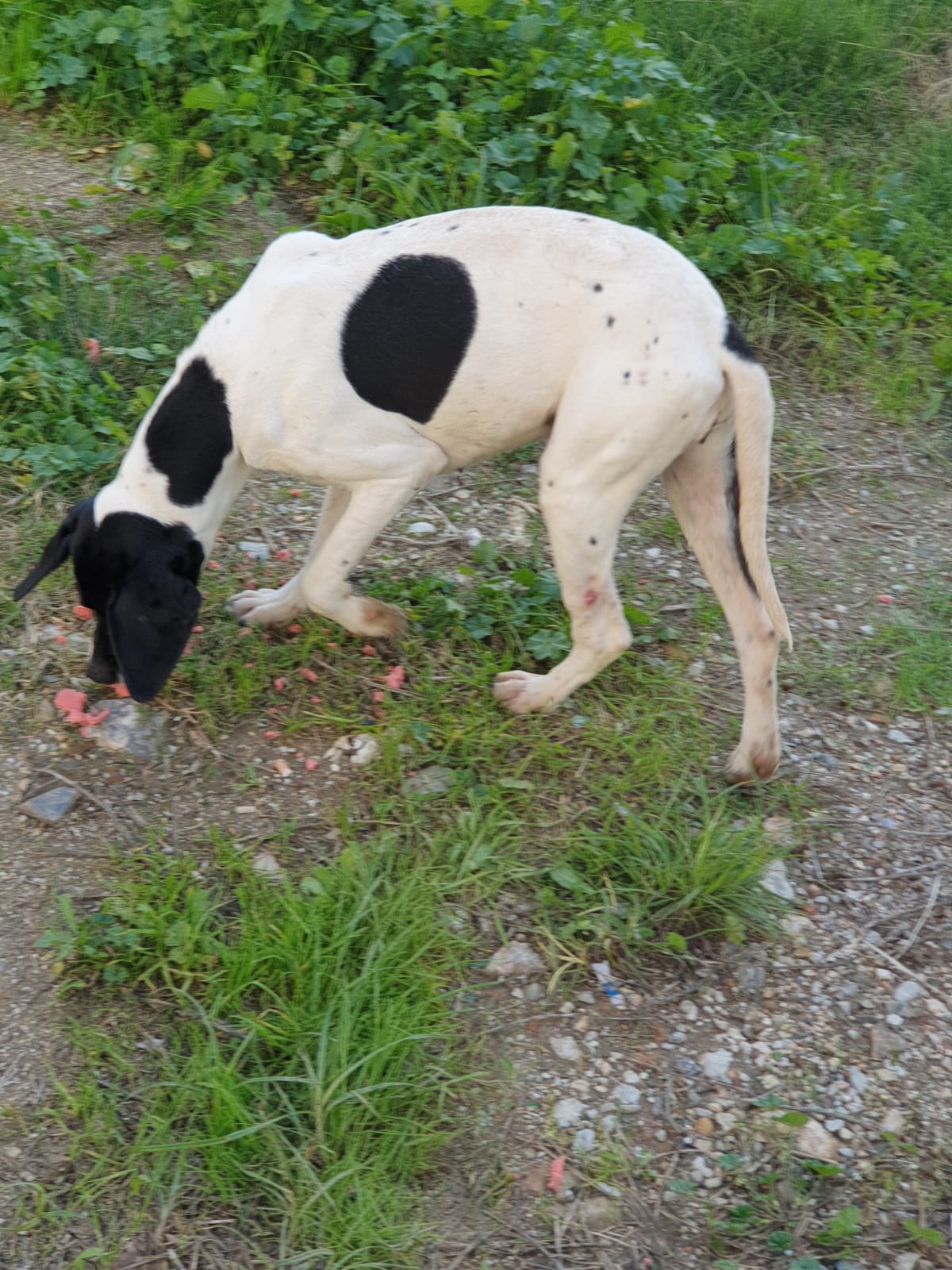Kitmir eV Straßenhunde Berghunde Tierschutz Türkei World of Strays
