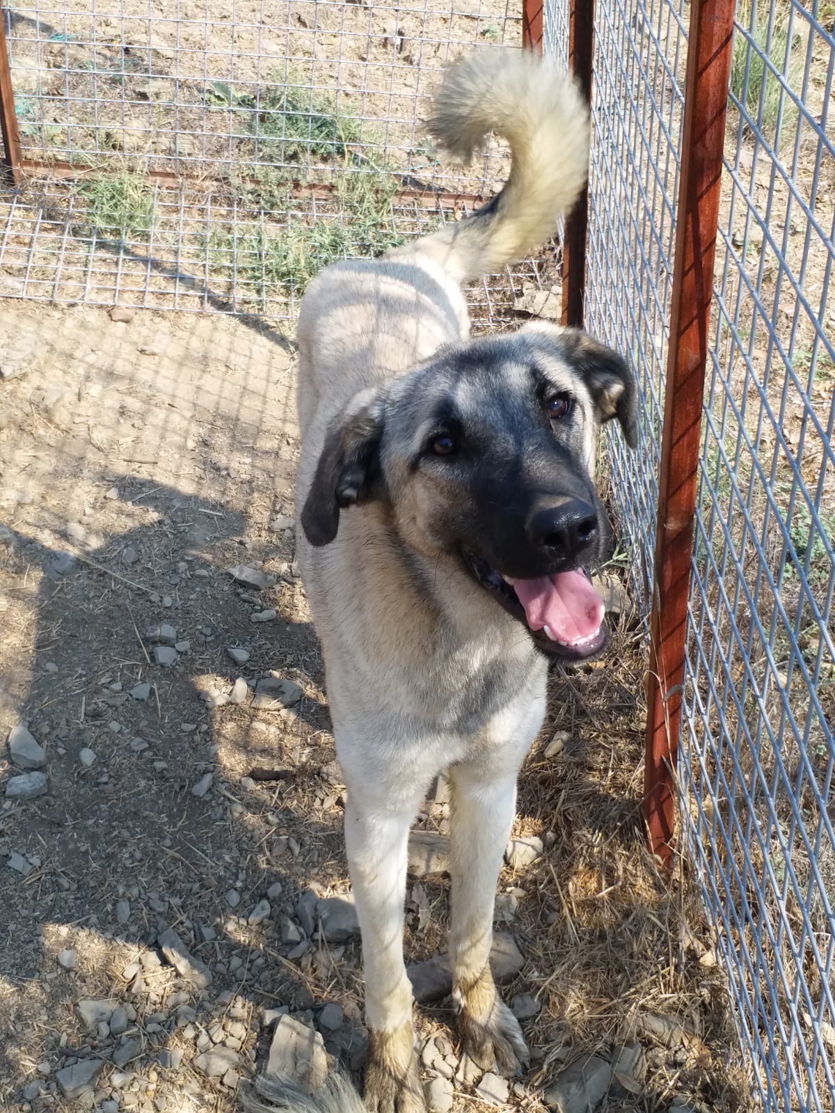 Kitmir eV Straßenhunde Berghunde Tierschutz Türkei World of Strays