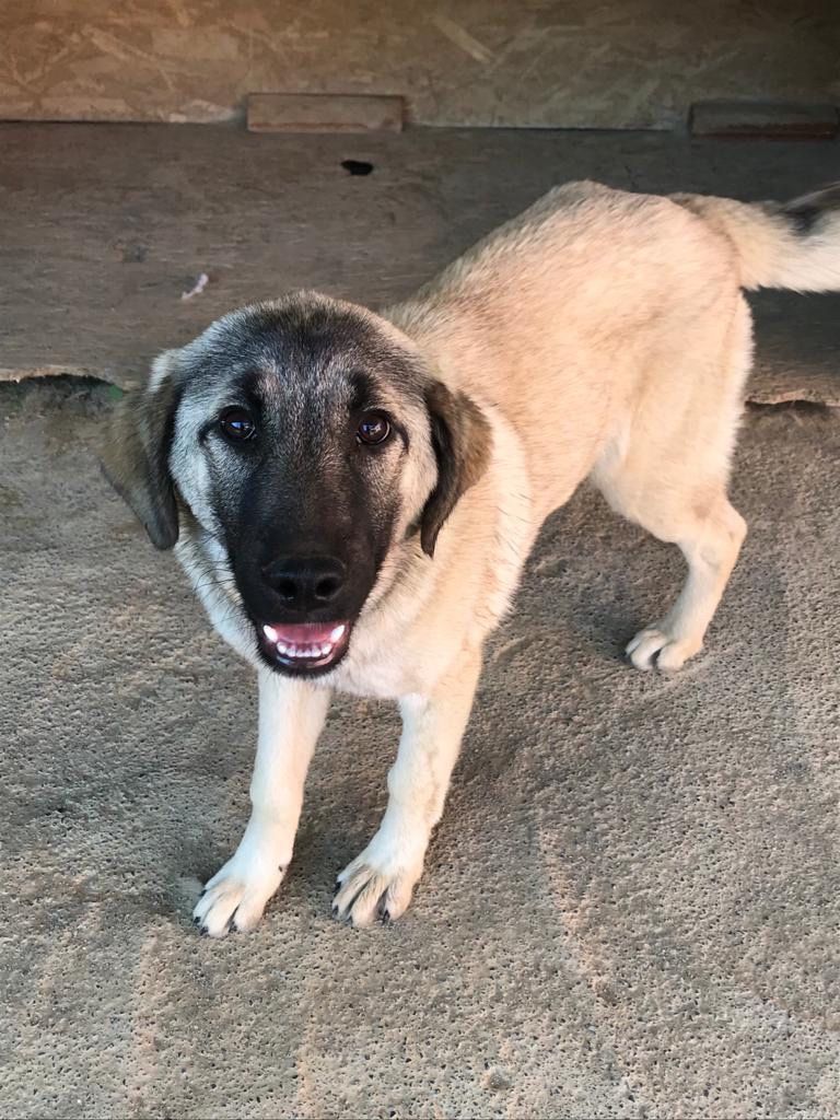 Kitmir eV Straßenhunde Berghunde Tierschutz Türkei World of Strays