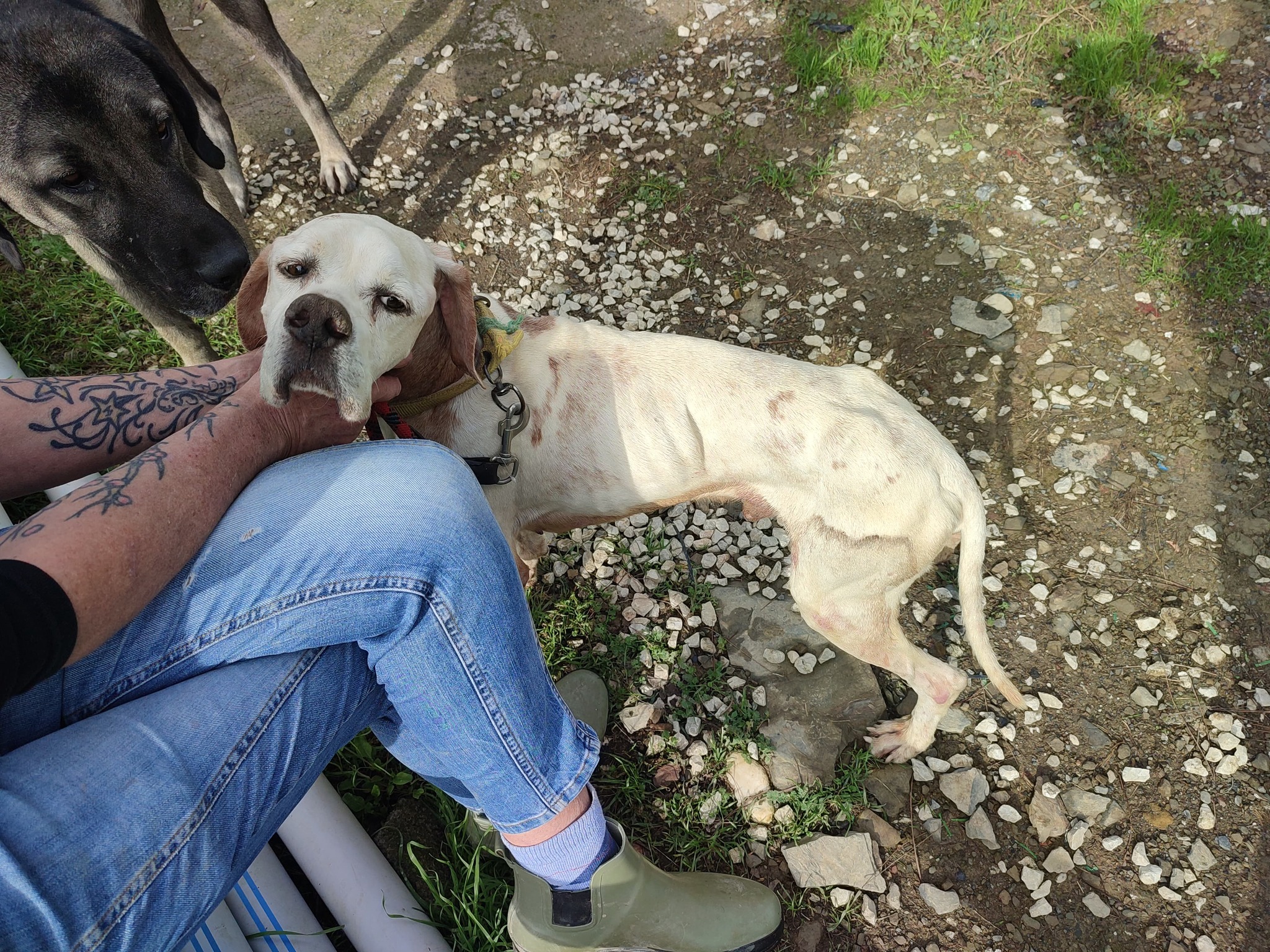 Kitmir eV Straßenhunde Berghunde Tierschutz Türkei World of Strays