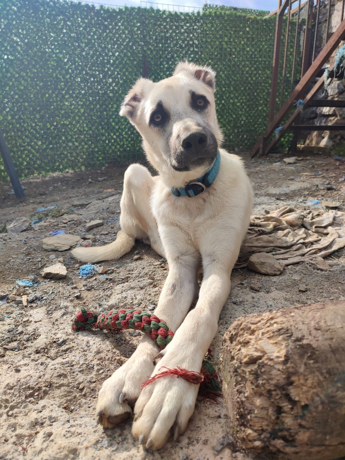 Kitmir eV Straßenhunde Berghunde Tierschutz Türkei World of Strays