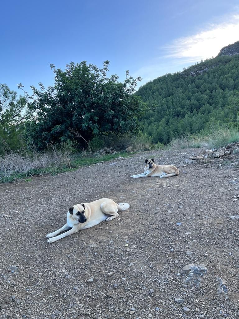 Kitmir eV Straßenhunde Berghunde Tierschutz Türkei World of Strays