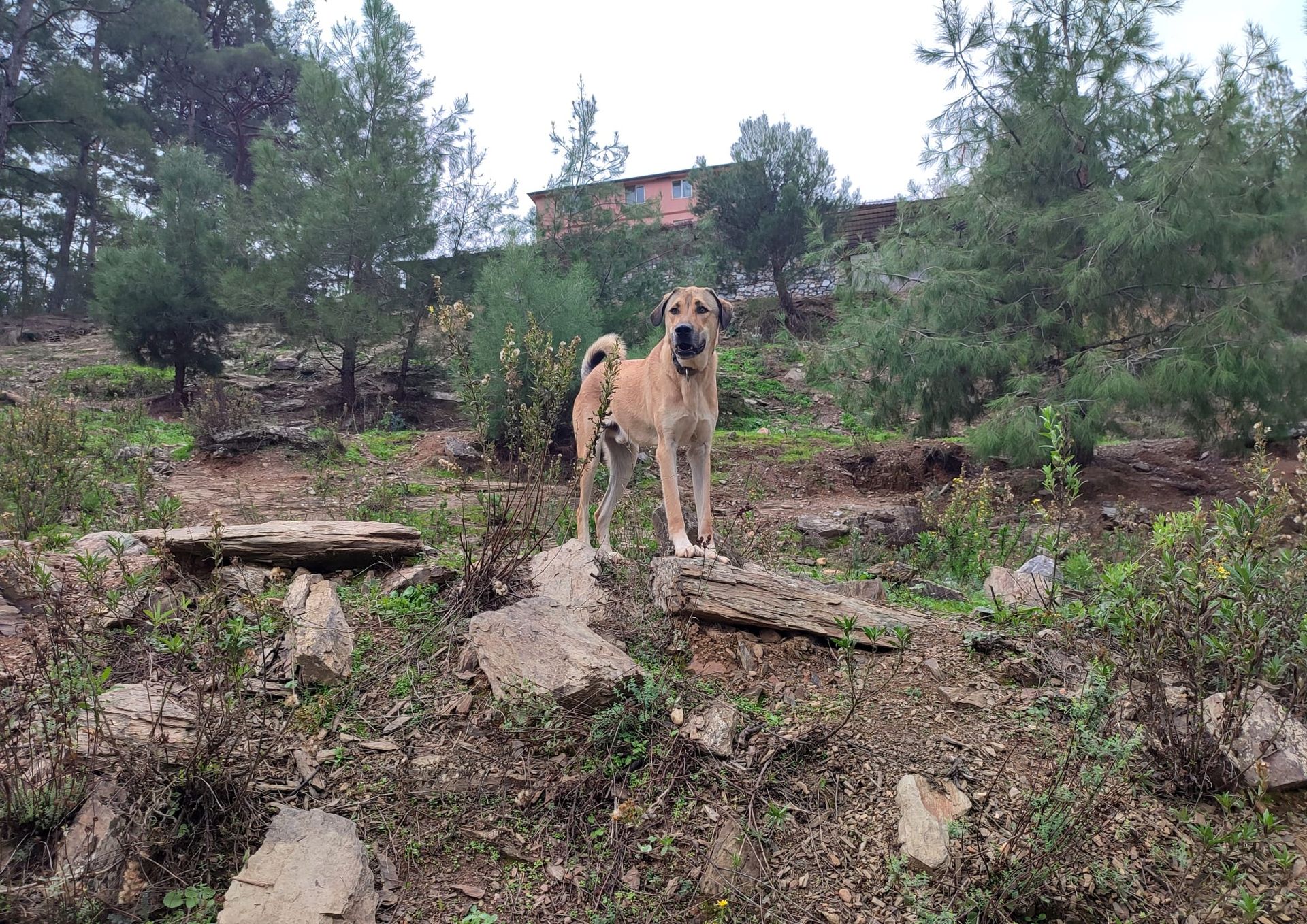 Kitmir eV Straßenhunde Berghunde Tierschutz Türkei World of Strays