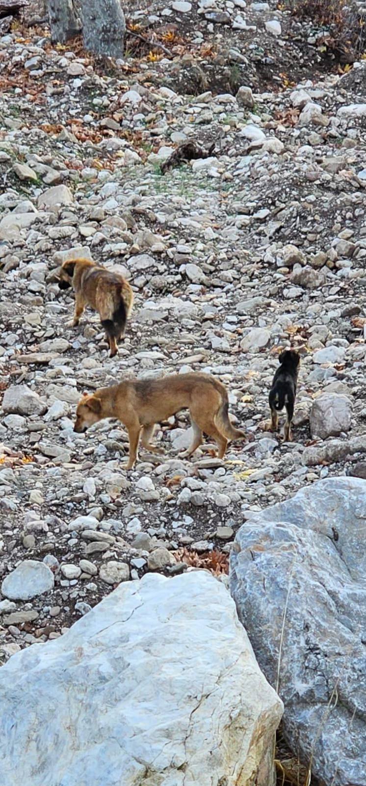 Kitmir eV Straßenhunde Berghunde Tierschutz Türkei World of Strays