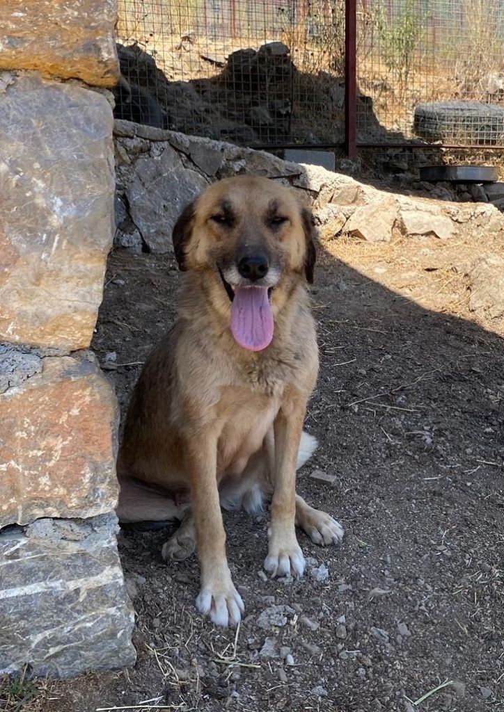 Kitmir eV Straßenhunde Berghunde Tierschutz Türkei World of Strays