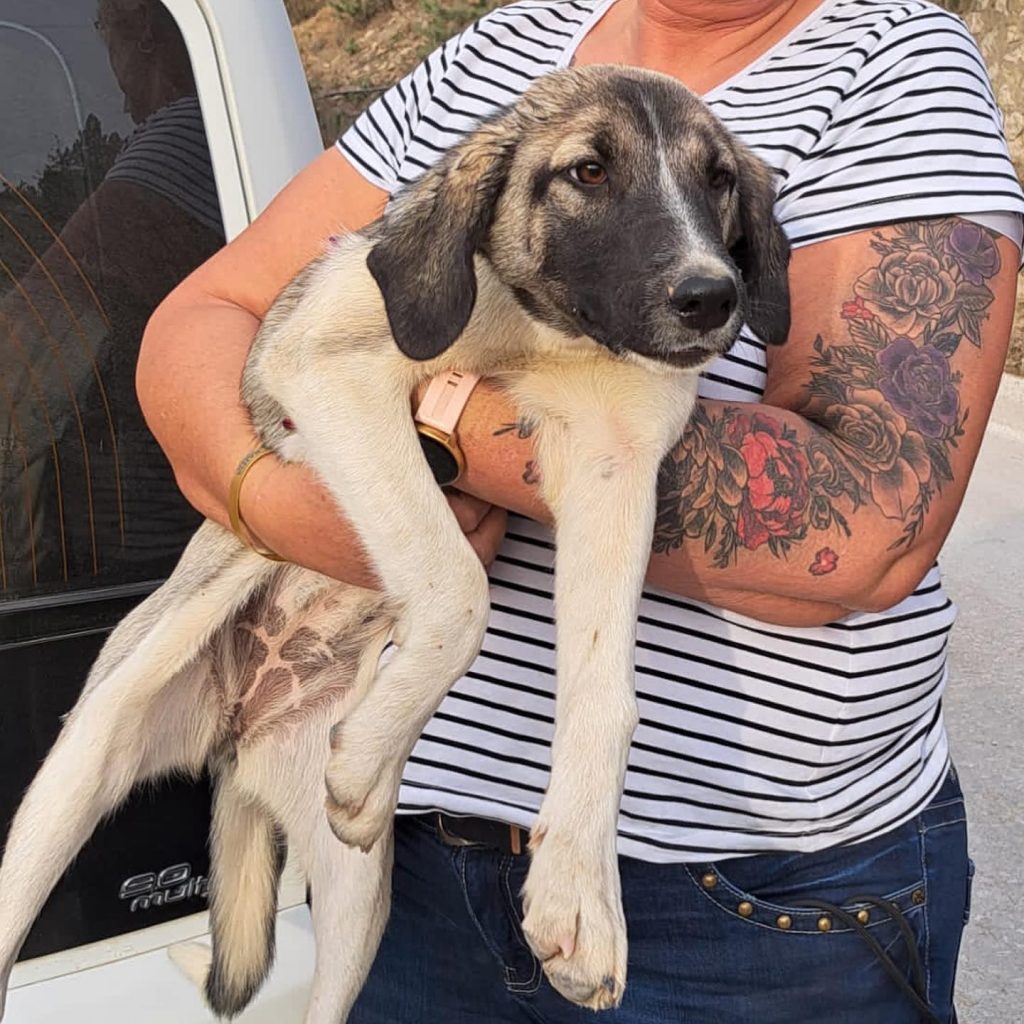 Kitmir eV Straßenhunde Berghunde Tierschutz Türkei World of Strays