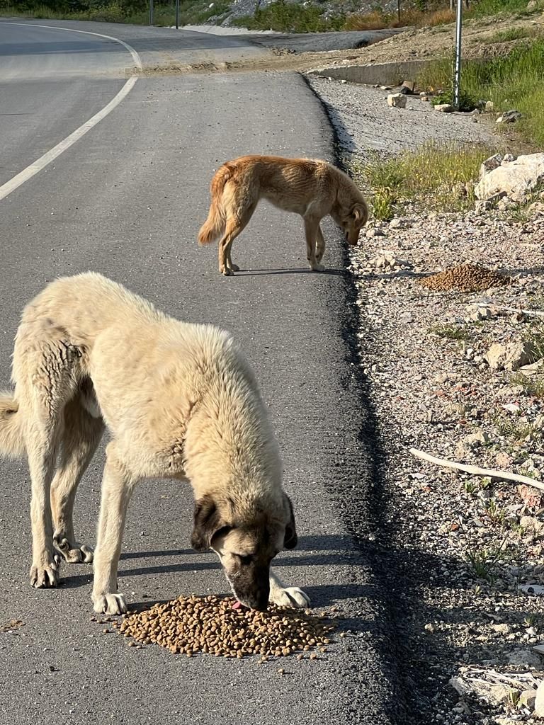 Kitmir eV Straßenhunde Berghunde Tierschutz Türkei World of Strays