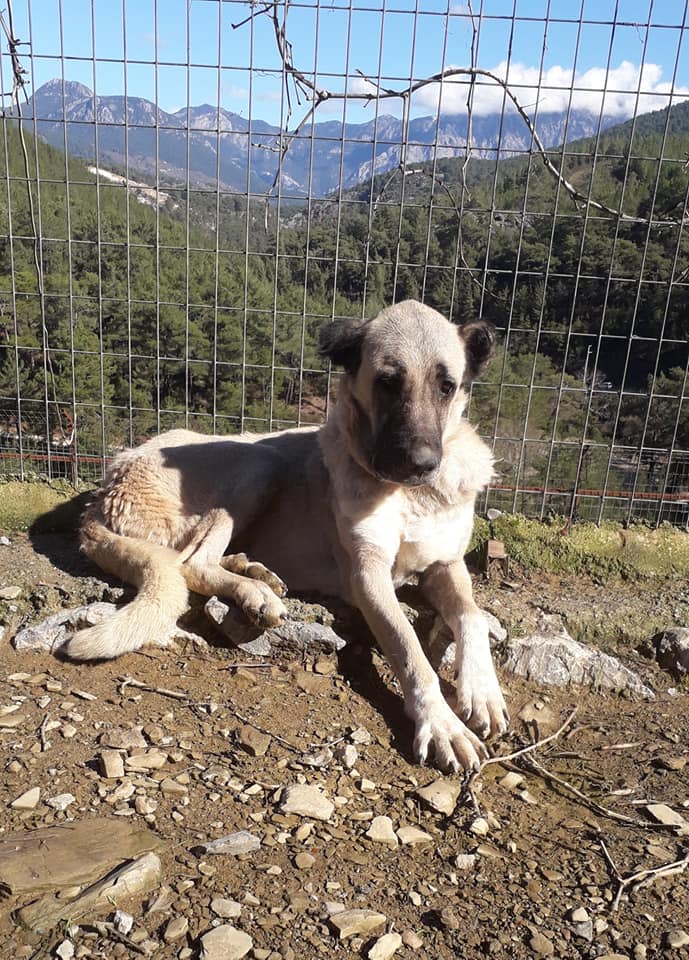 Kitmir eV Straßenhunde Berghunde Tierschutz Türkei World of Strays