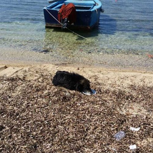 Strays Italien World of Strays Straßenhunde Strand