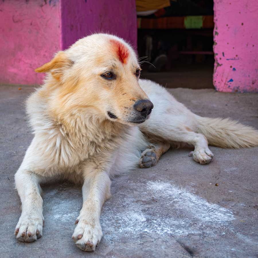Strays Hundefestival Nepal Tika Kukur Tihar World of Strays