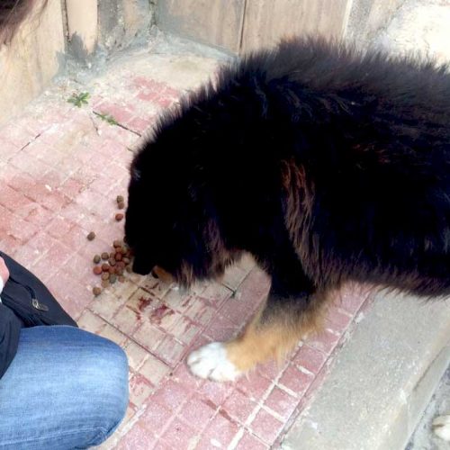Strays Italien World of Strays Straßenhunde