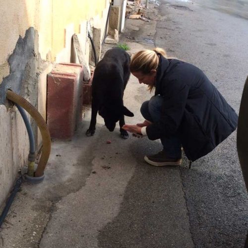 Strays Italien World of Strays Straßenhunde