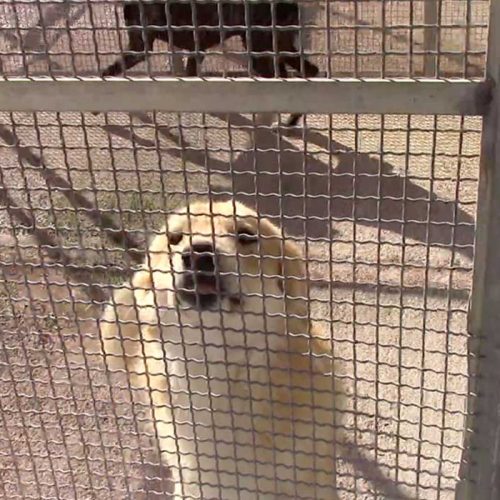 Rifugio Sanitario per cani Mazara del Vallo World of Strays Italien Straßenhunde