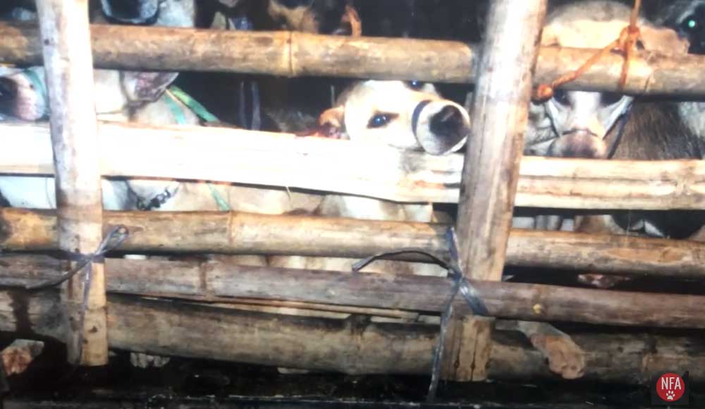 Straßenhunde Philippinen World of Strays Dogs
