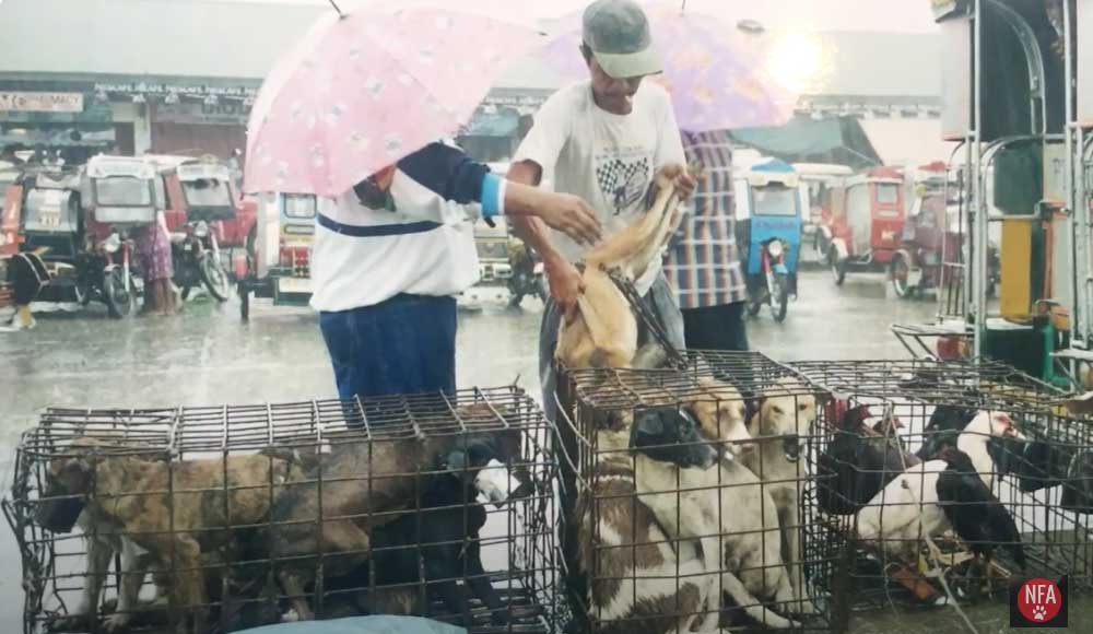 Straßenhunde Philippinen World of Strays Dogs
