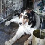 World of Strays Malta Tierschutz Star Straßenhunde