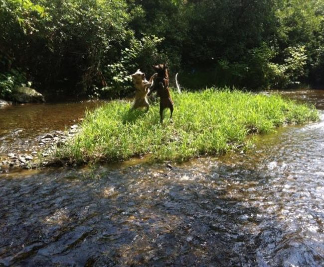 Straßenhunde Rumänien World of Strays